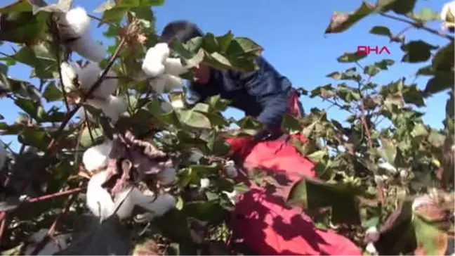 Şanlıurfa Siverek'te 17 Bin Öğrenci Okul Yerine Pamuk Tarlasında Hd