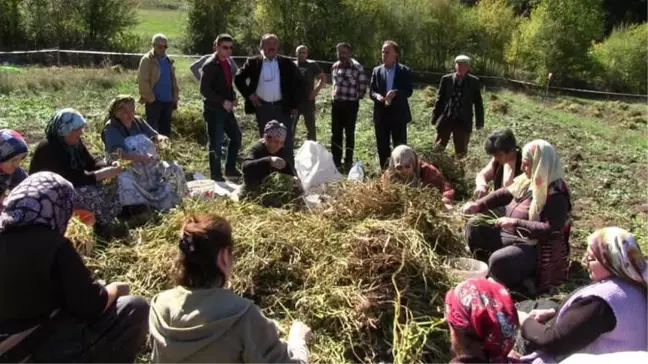 Artvin'de İmece Usulüyle Türküler Eşliğinde Kuru Fasulye Hasadı Gerçekleştirildi
