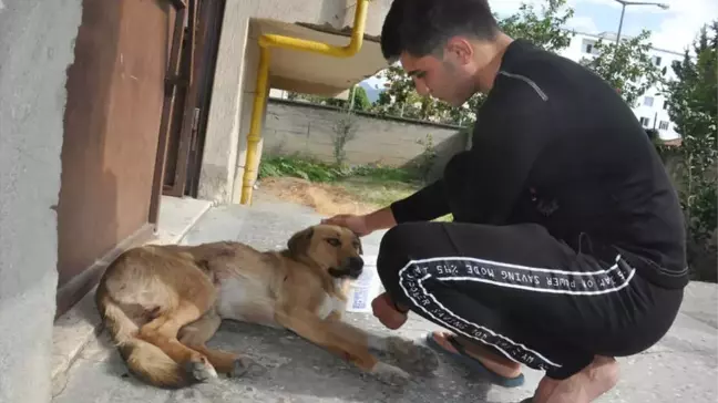 Arabanın Çarptığı Köpeğe Belediye Sahip Çıktı