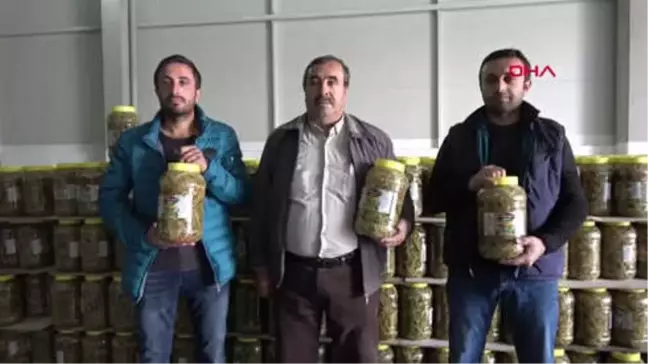 Sivas'tan Almanya'ya 'Pezik' Turşusu