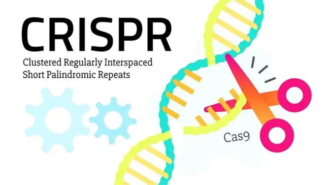 Dna'yı Yeniden Düzenleme Olanağı Sunan Crispr Teknolojisiyle İlk Hastalık Tedavisi Gerçekleştirildi