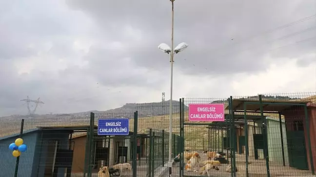 Mardin'de Kurulan Hayvan Hastanesi Açıldı