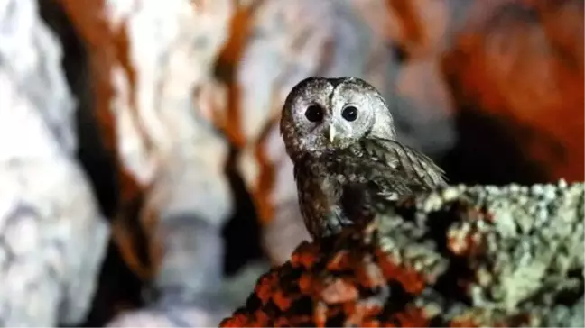 Gökgöl Mağarası'na Alaca Baykuş Ailesi Yerleşti