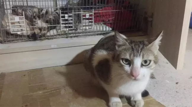 Sitenin Bodrumunda 5 Yavru Kedi, Başı Kesilmiş Şekilde Bulundu
