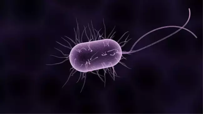Direkt Evrim Yöntemi, Yeni Antibiyotiklerin Geliştirilmesine Olanak Sağlıyor