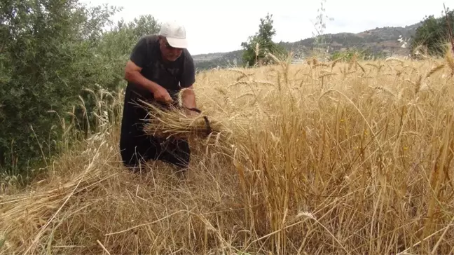 Türkiye'nin İlk Buğday Hasadı Antalya'dan