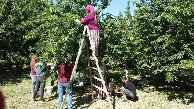 Kuşadası'nda kiraz hasadı festival ile kutlanacak