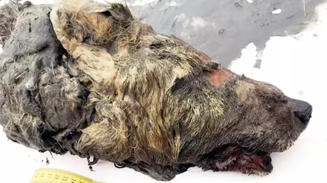 Sibirya'da 40 Bin Yıl Öncesinden Kalma Dev Kurt Başı Bulundu