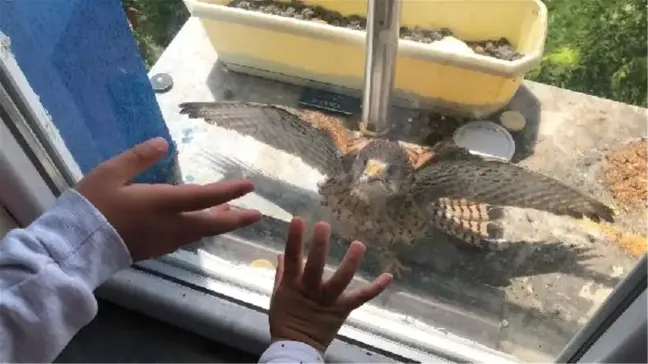 Pencere kenarına yuva yapan kerkenezlere bakıyorlar
