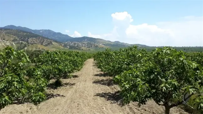 Köşk Ziraat Odası Başkanı Tuna'dan incir üreticisine uyarı
