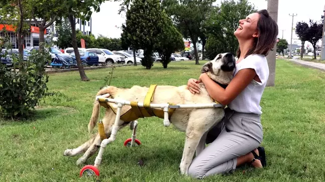 Esnafın el uzattığı sokak köpeği