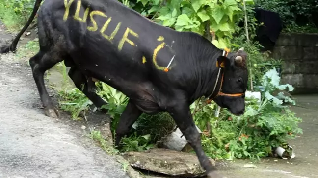 Rize'de kaçan boğalar zor anlar yaşattı