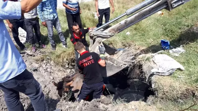 Çukura düşen at ve yavrusu kurtarıldı