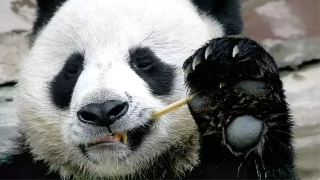 Panda Çuang Çuang'ın zamansız ölümüne Çin'den soruşturma