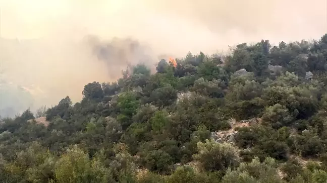 Bilecik'te makilik alanda yangın