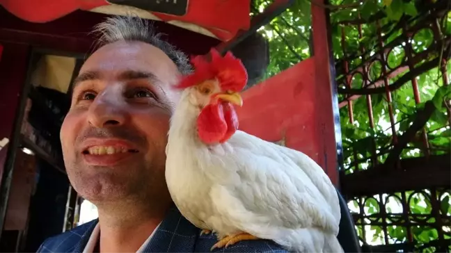 Dedektif gibi iz sürdü, kaybolan horozunu buldu