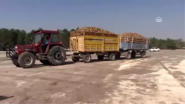 Kahramanmaraş'ta şeker pancarı alımına başlandı