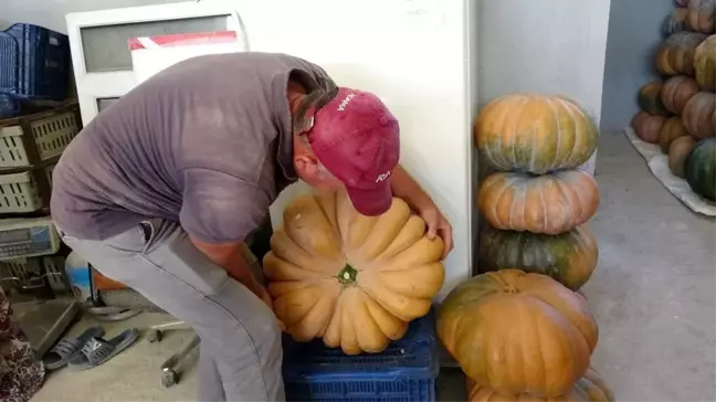 Adı tatlı, fiyatı acı bal kabağı