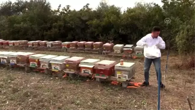Genç Çiftçi Projesi memleketinde kalmasını sağladı - KASTAMONU