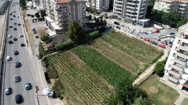 Lüks rezidansların arasında yetişen sebzeler, dakikalar içinde kebapçının sofrasında