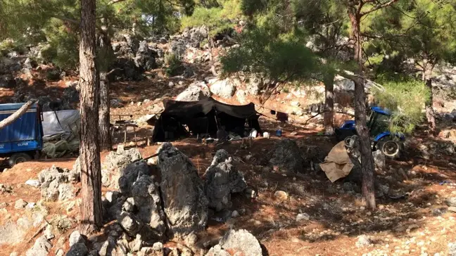 Yörük Songül Uçar'ın en büyük mutluluğu keçilerinin karnının doyması