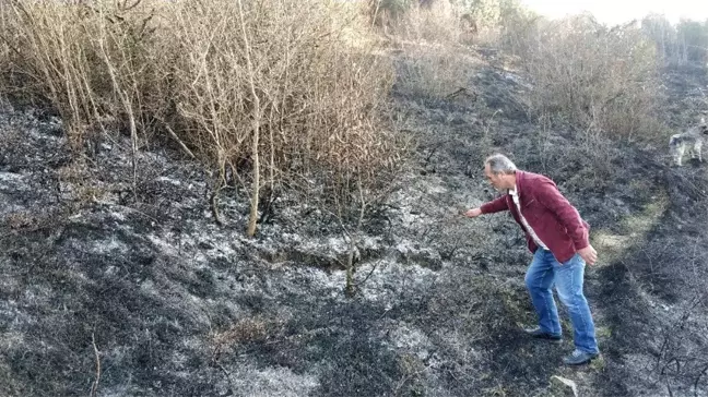 Samsun'da ormanda örtü yangını
