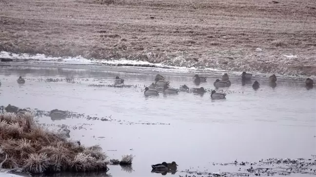 Ardahan'da düşen kırağı sonrası görsel şölen