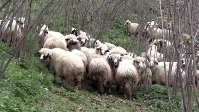 Ordulu ev hanımının yüzü