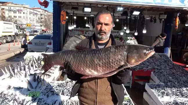 25 kiloluk balık görenleri şaşırtıyor