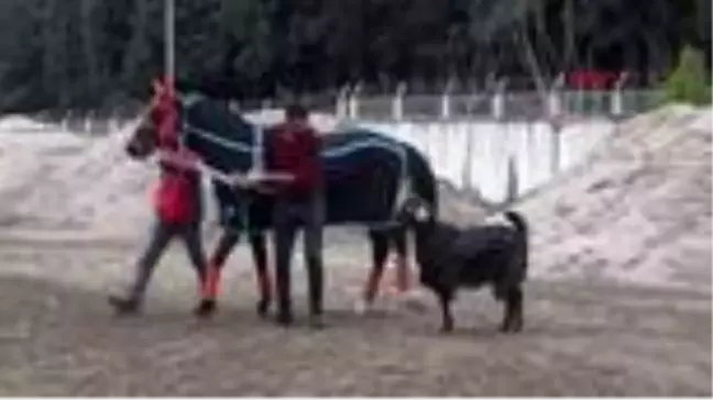 İzmir hasfırtına'nın hayatı 'keçi taner' sayesinde değişti