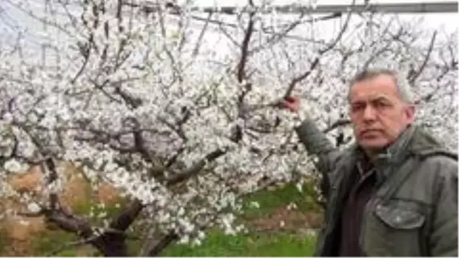Mersin'de kar yağdı erik ağaçları çiçek açtı