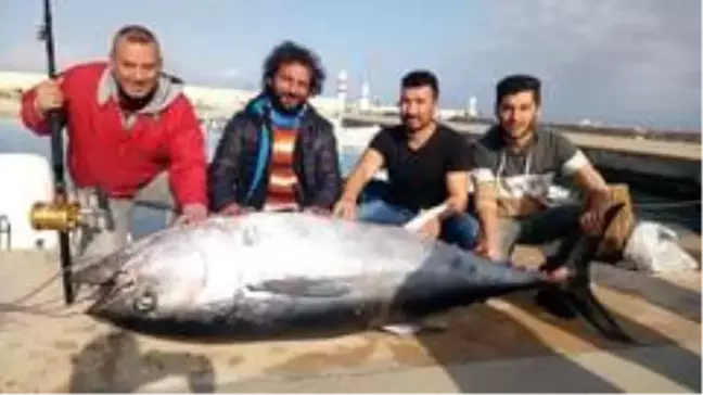 Dev orkinos amatör balıkçıları 8 saat Datça'dan Kos'a oradan Bodrum'a sürükledi