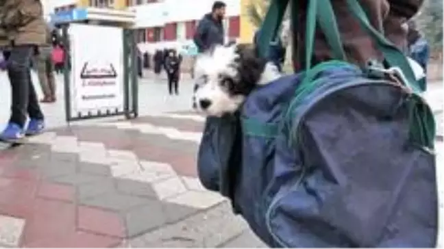 Yavru köpeğini spor çantasında taşıyor