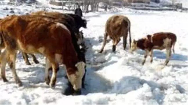 Göl yüzeyindeki buzu kırıp hayvanlarına su içiriyorlar