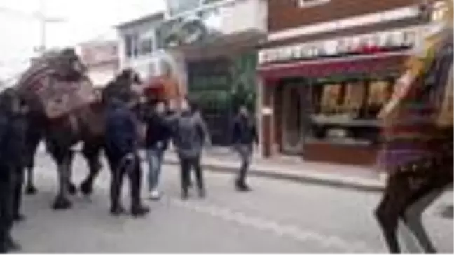 Çanakkale bayramiç'te en güzel deve yarışması düzenlendi