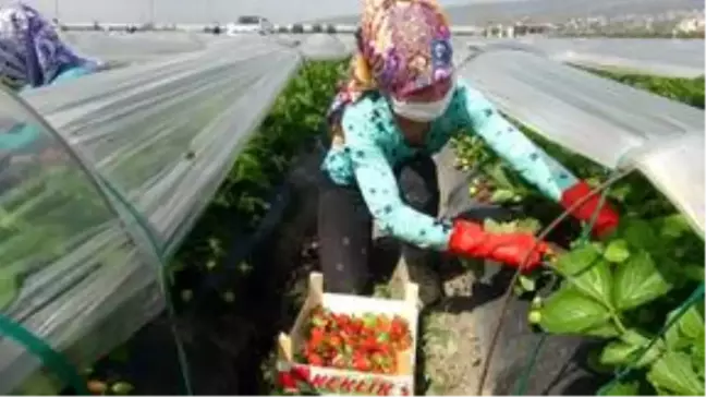 Mersin'de açıkta çilek hasadı başladı