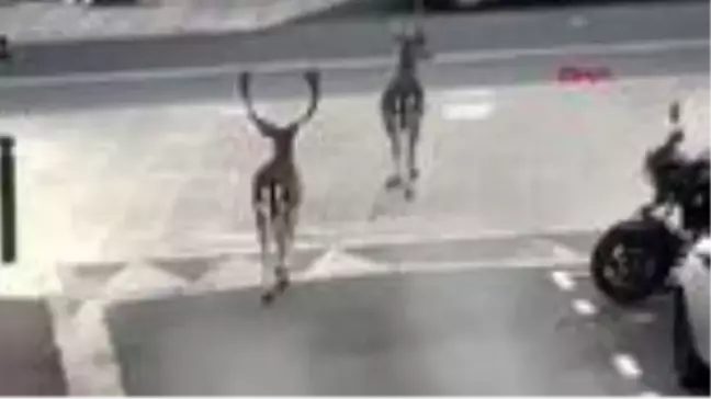 Fransa'da caddelerde halk yerine geyikler gezdi