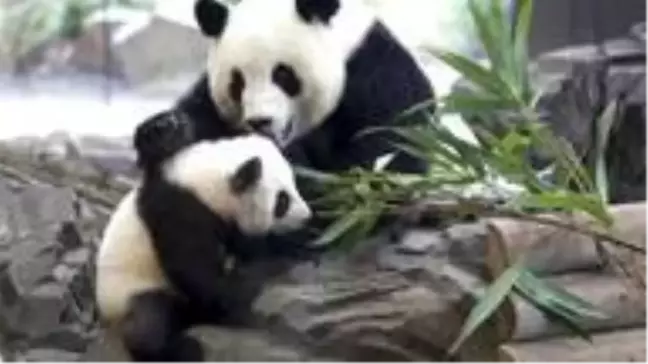 Çin'de panda erken doğum yaptı: İkiz yavrulara 'kuru makarna' ve 'yumurta keki' adı verildi