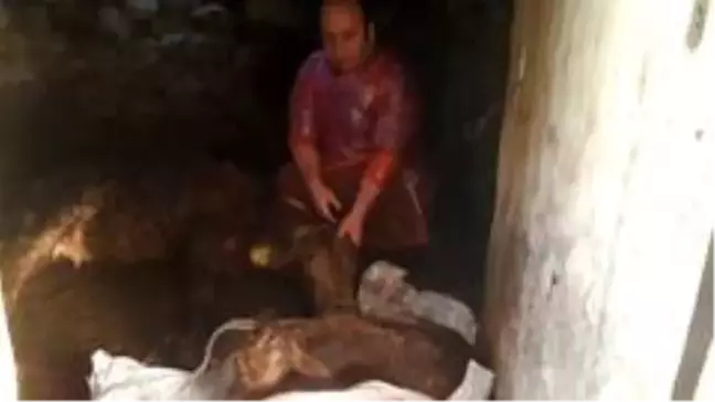 Doğum yapamayan ineğin imdadına veteriner hekim yetişti
