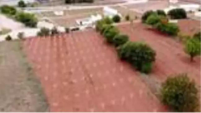 Çiftçinin en önemli gelir kaynağı 'Delice beyazı'