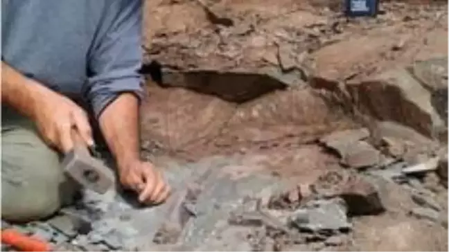 Arjantin'de 10 metrelik dev dinozor fosili bulundu