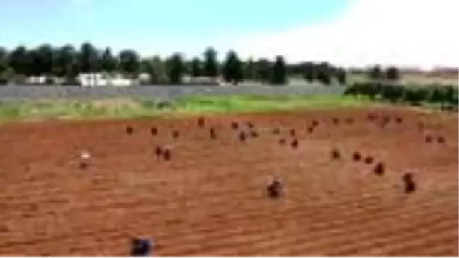 Sınır hattında yetiştirilen biberler isot olana kadar kadınlara emanet