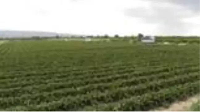 Tescilli Silifke çileğinde 100 bin ton rekolte hedefi