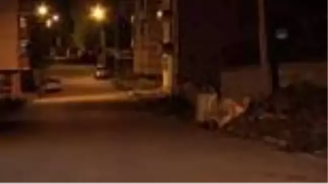Acıkan boz ayı mahalleye inerek yiyecek aradı