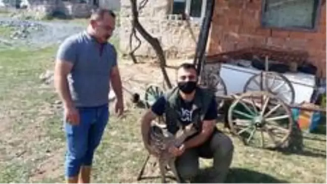 Yavru geyik emin ellerde