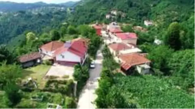 Kardeniz fıkrası gibi mahalle: Yer gök 'sarı'