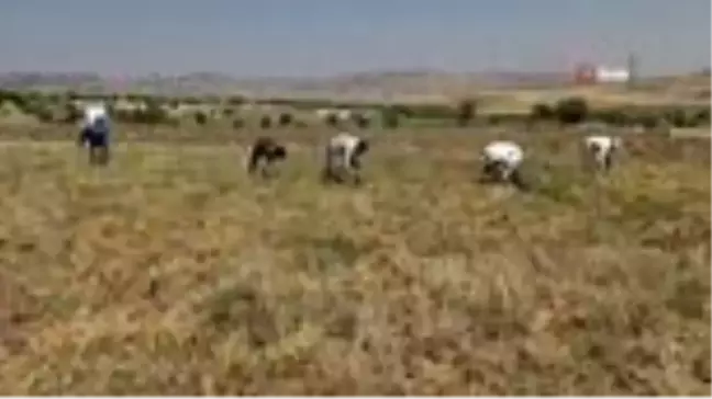 Gercüş'te nohut hasadı başladı