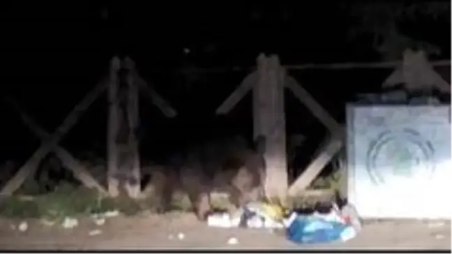 Uludağ'da aç kalan ayı çöpleri karıştırırken görüntülendi