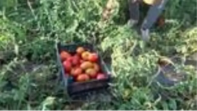 65 yaşındaki Felemez Dede günde 3 ton sebze pazarlıyor