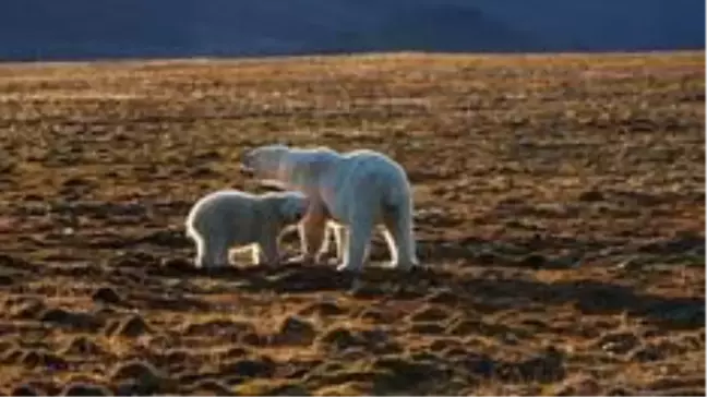 Norveç'te Svalbard takımadasında 38 yaşındaki bir kişi kutup ayısı saldırısında öldü